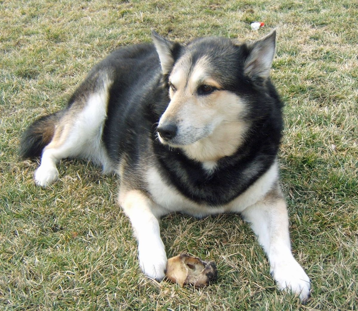 Трёхцветная немецкая овчарка