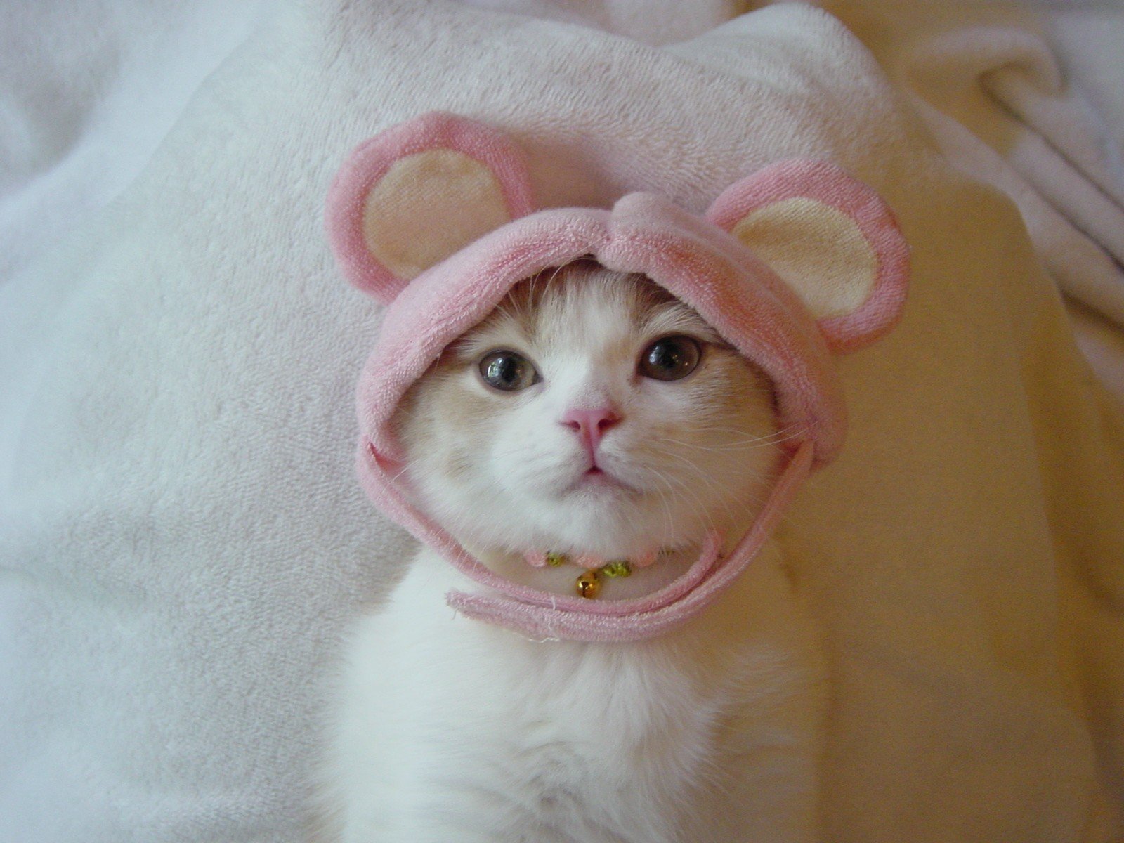 Фото на аватарку в вайбере. Милые коты в шапочках. Няшные. Шапка 'кошка'. Милая ава.