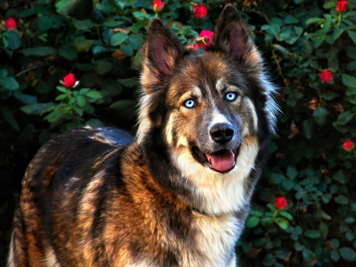 Помесь хаски и овчарки