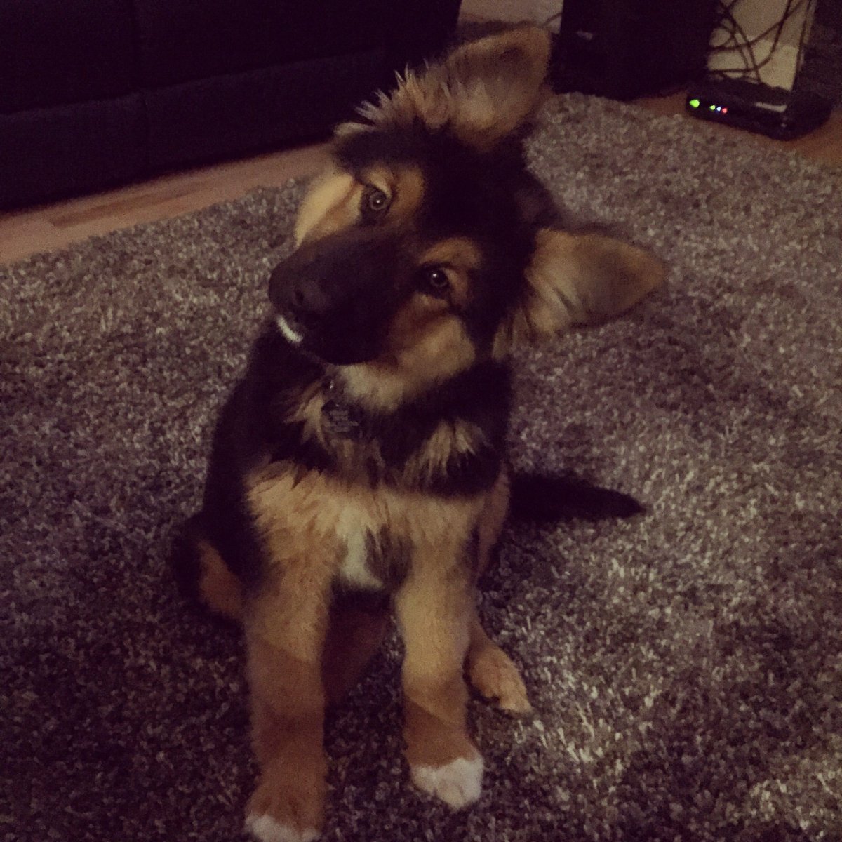 Овчарка и хаски маленькие