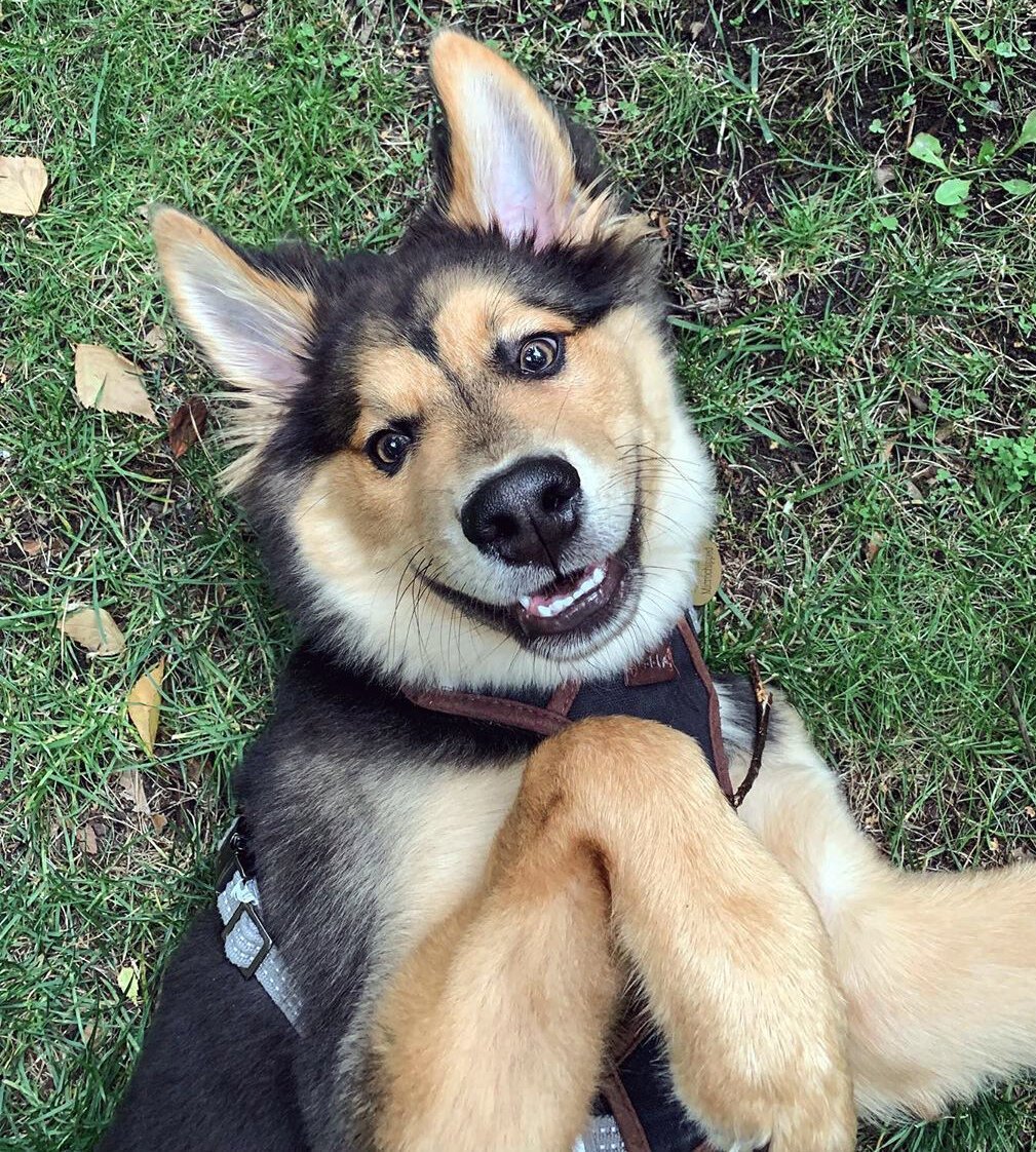 Метис хаски и овчарки