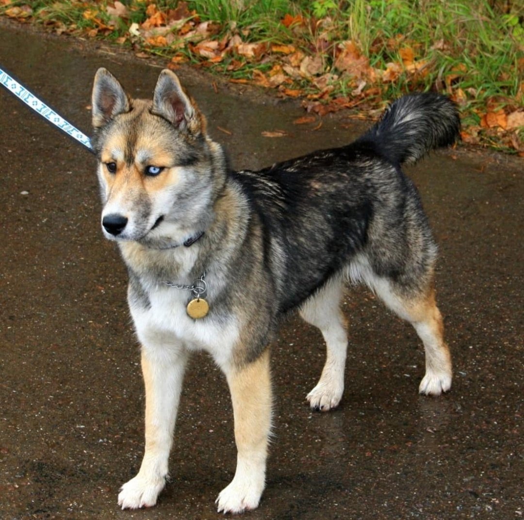 Герберийский шепски