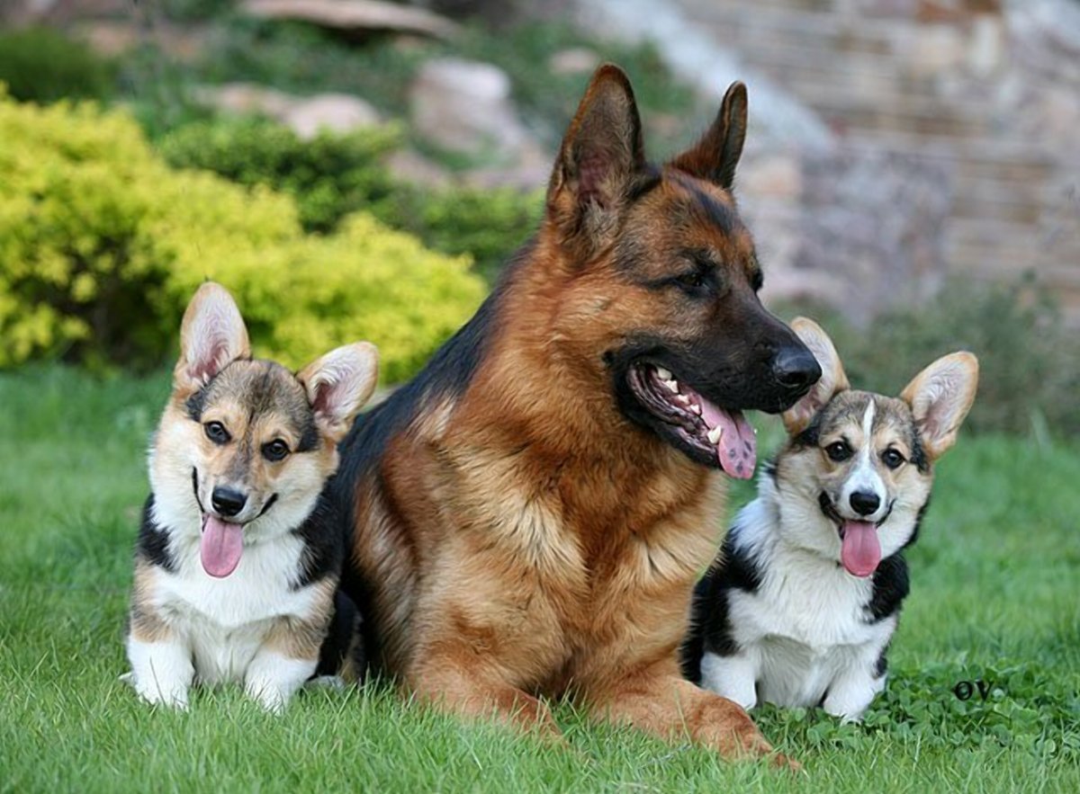 Метис кавказской овчарки и лайки