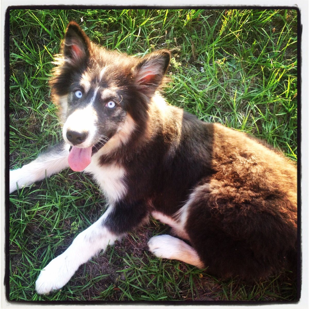 Австралийский Шепард помесь хаски