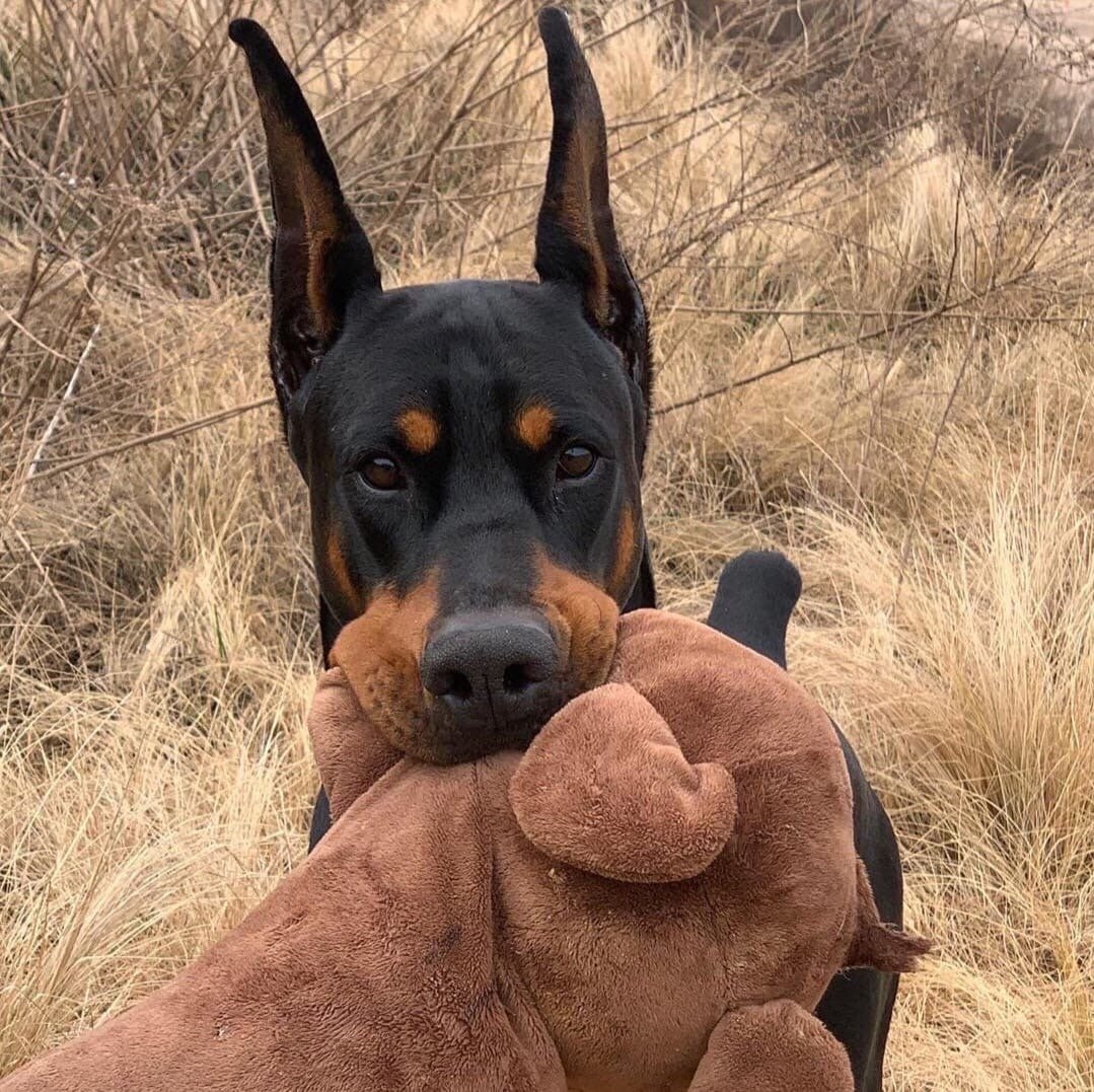 Собаки разных стран