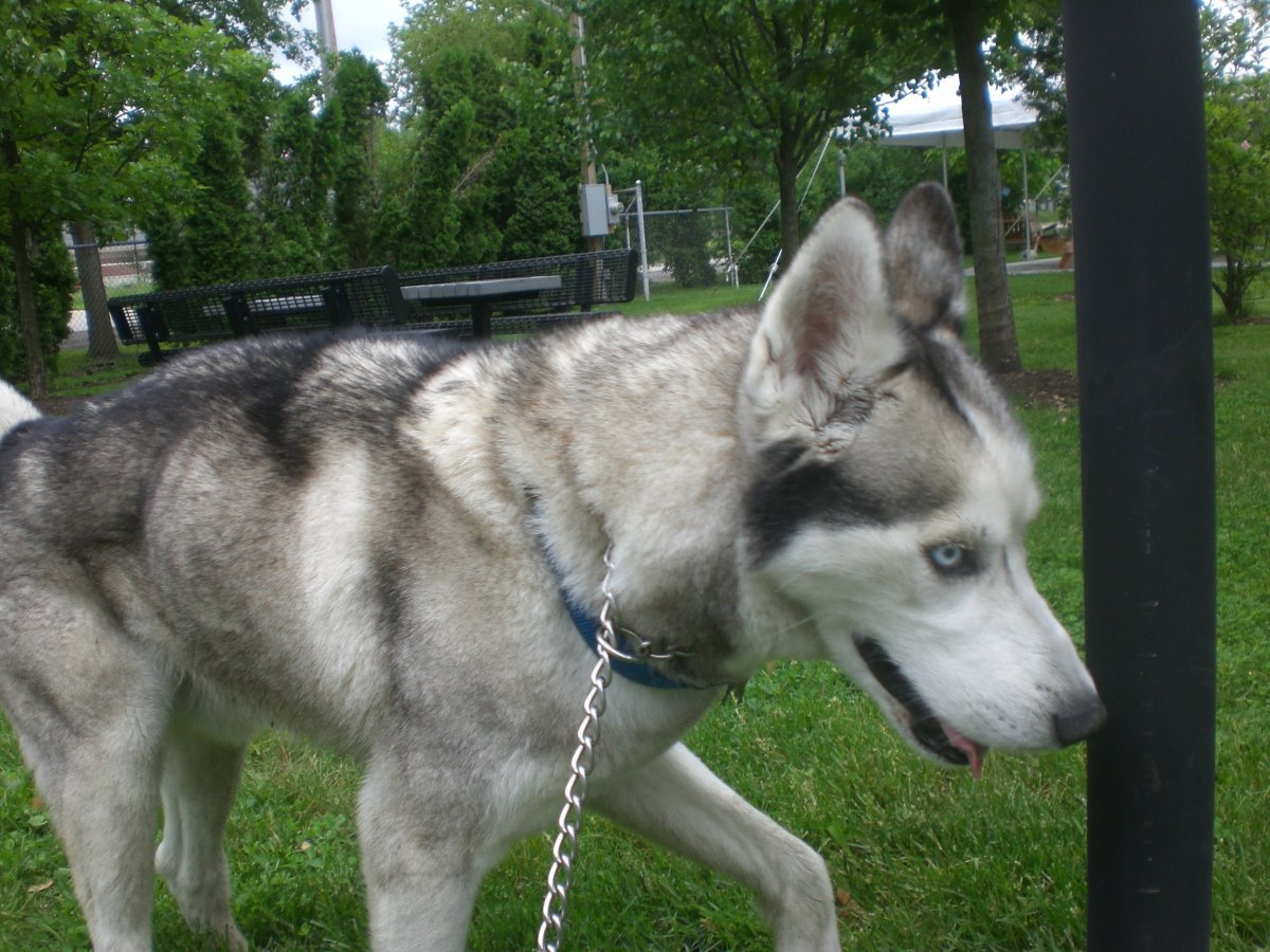 Хаски и немецкая овчарка любовь