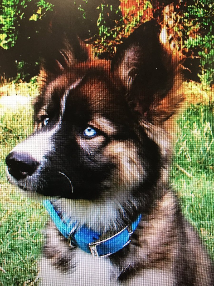 Австралийский Шепард помесь хаски