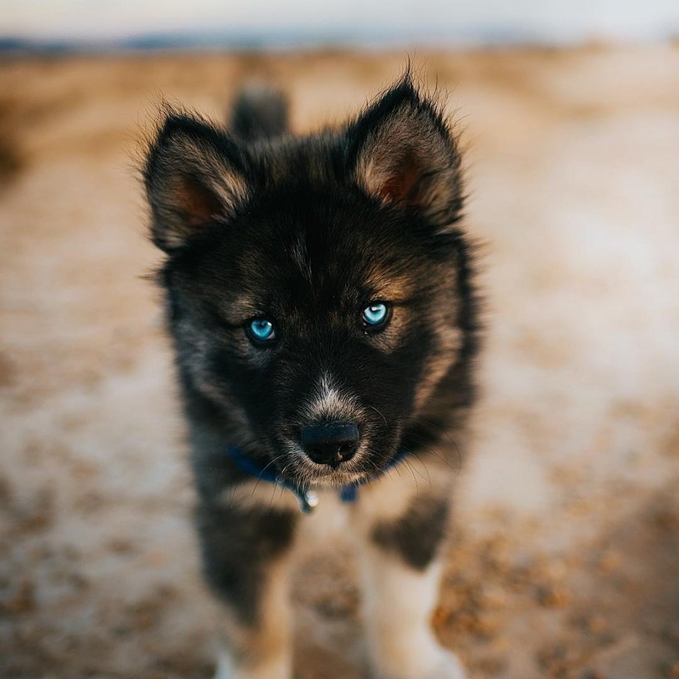 Бельгийская овчарка помесь с хаски