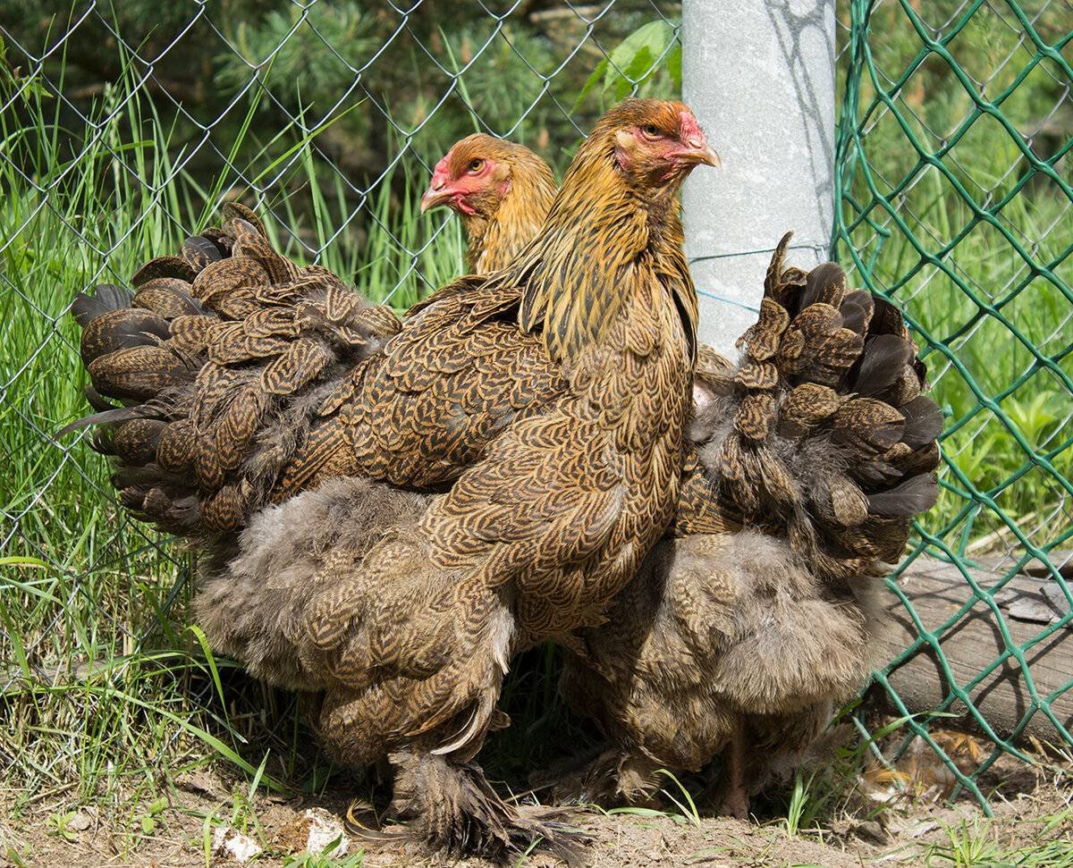 Брама куропатчатая