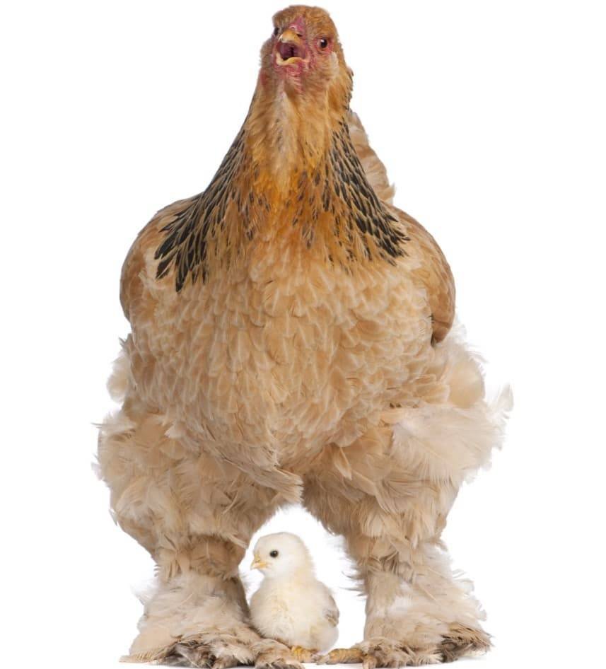 Браун куры с лохматыми ногами
