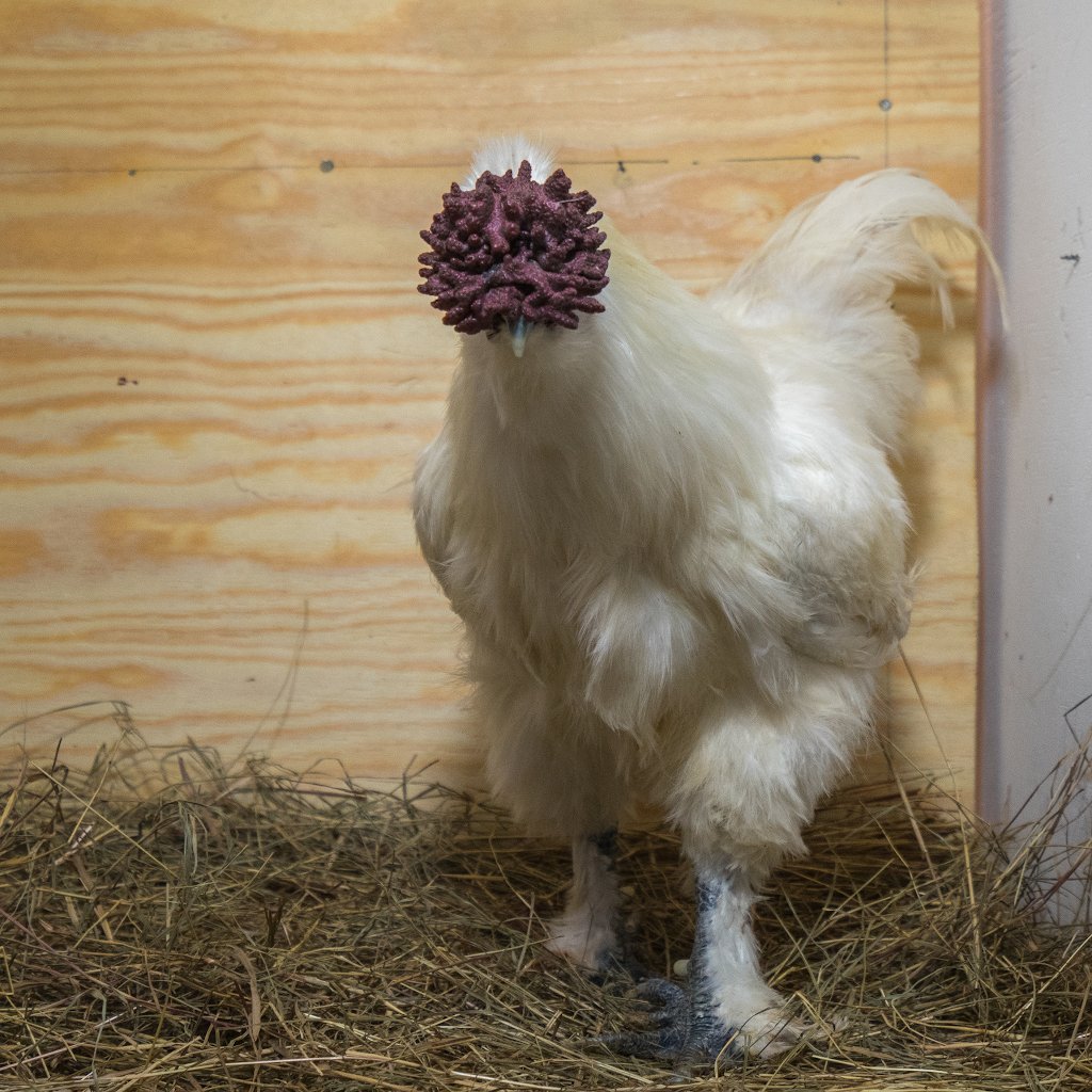 Китайская шелковая Аборигенная порода