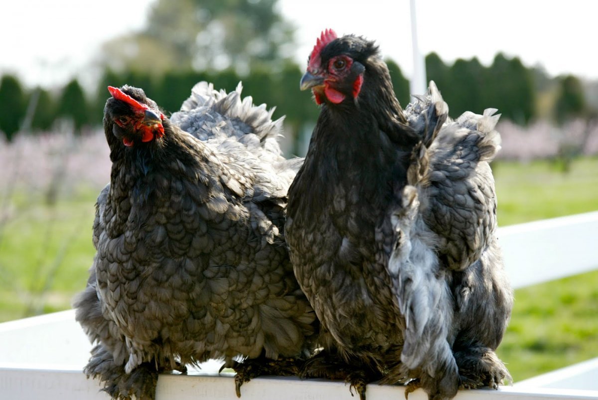 Кохинхин куропатчатый петух