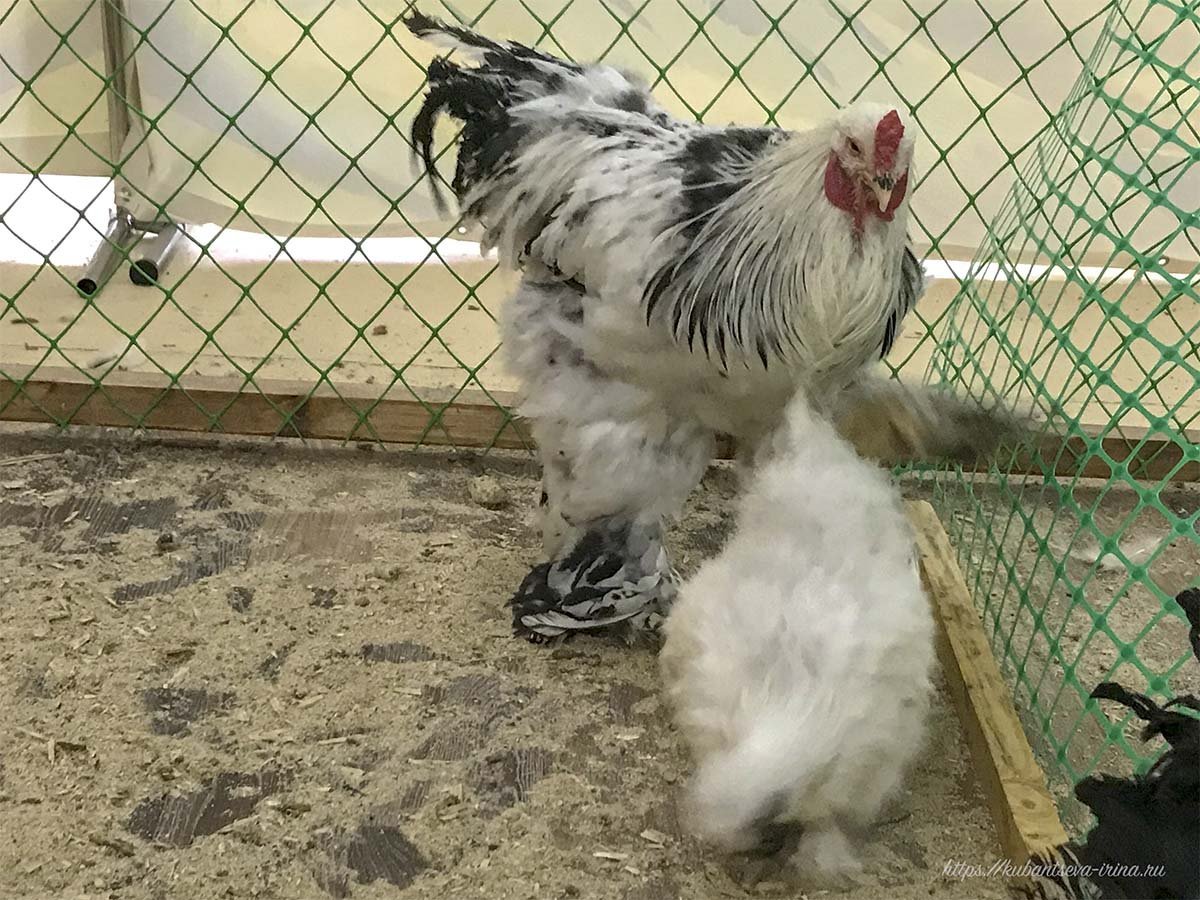 Брама пух Далматин