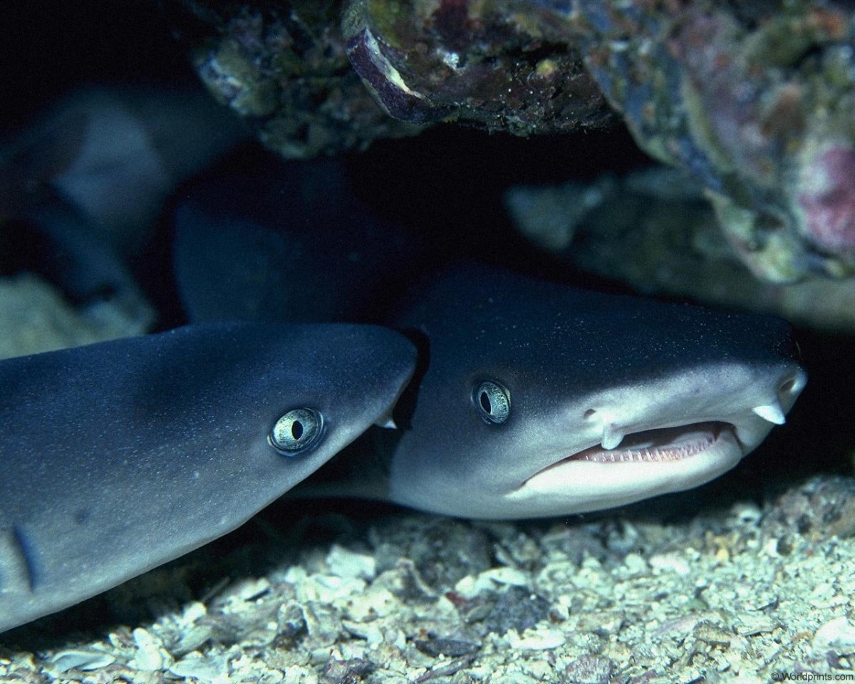 Маленькая акула