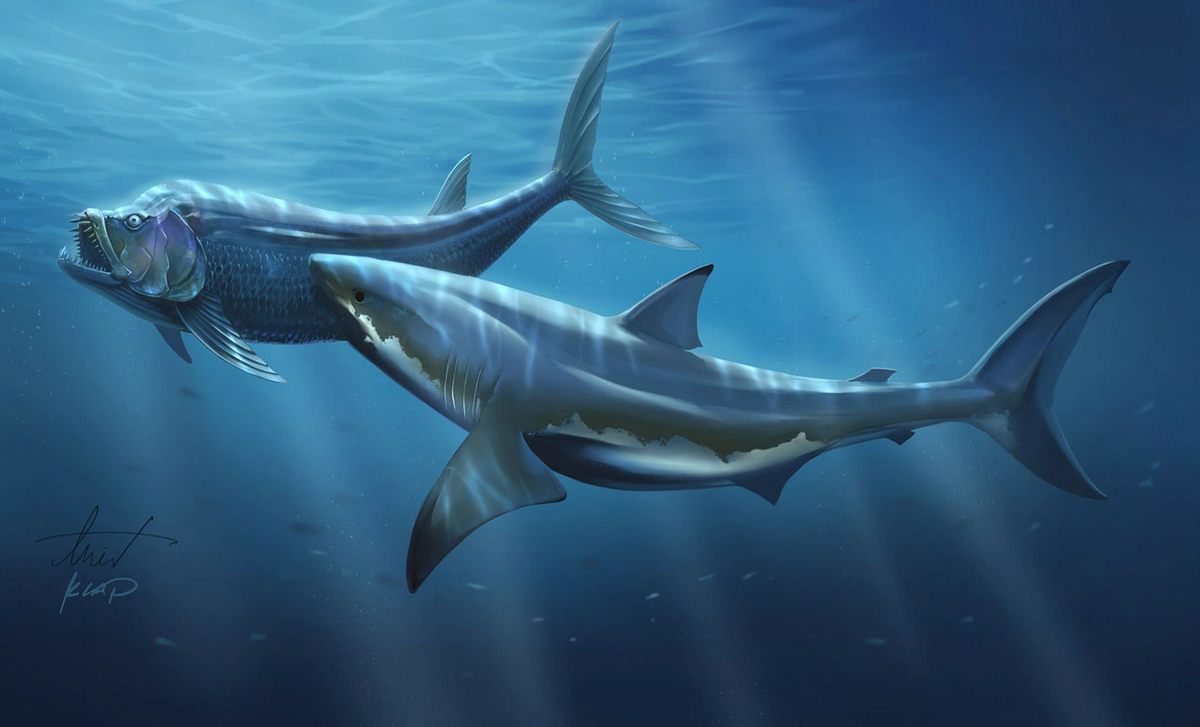 Акула Катран Анапа