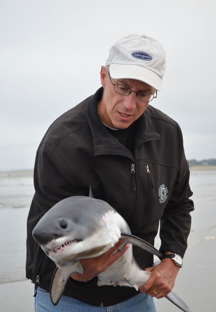 Тихоокеанская сельдевая акула