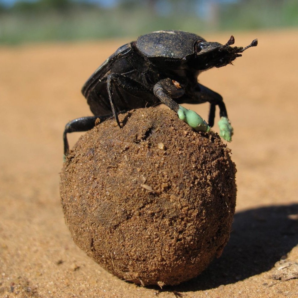 Жук навозник с навозом