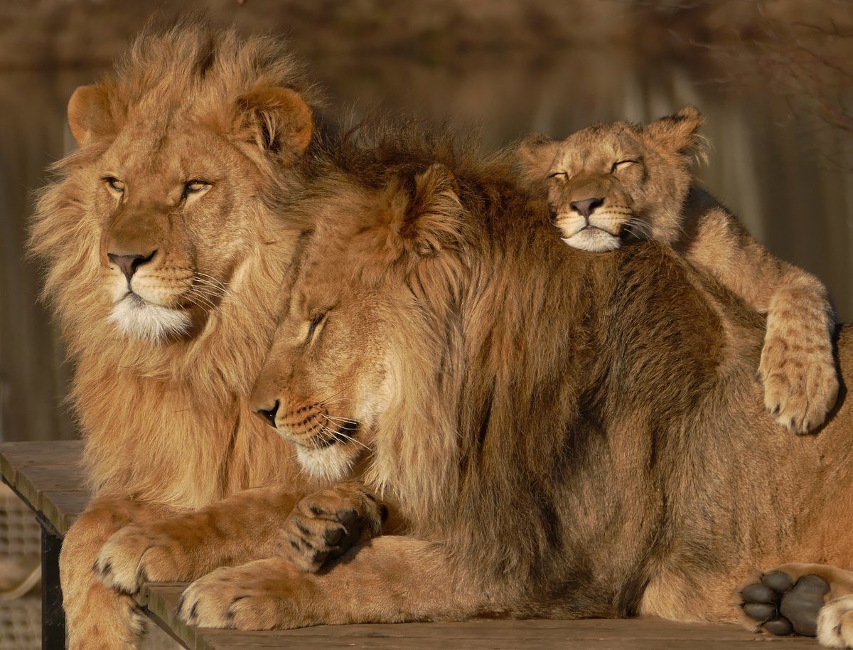 Лев какое семейство. Семья Львов с 2 львятами. Лев львица и Львенок семья. Лев львица и Львенок. Львиная семейка.