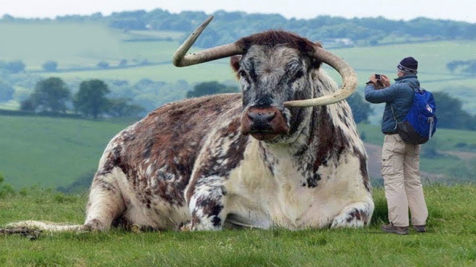 This animal is big. Самый большой бык в мире. Самые большие быки в мире. Гигантские животные. Огромная корова.