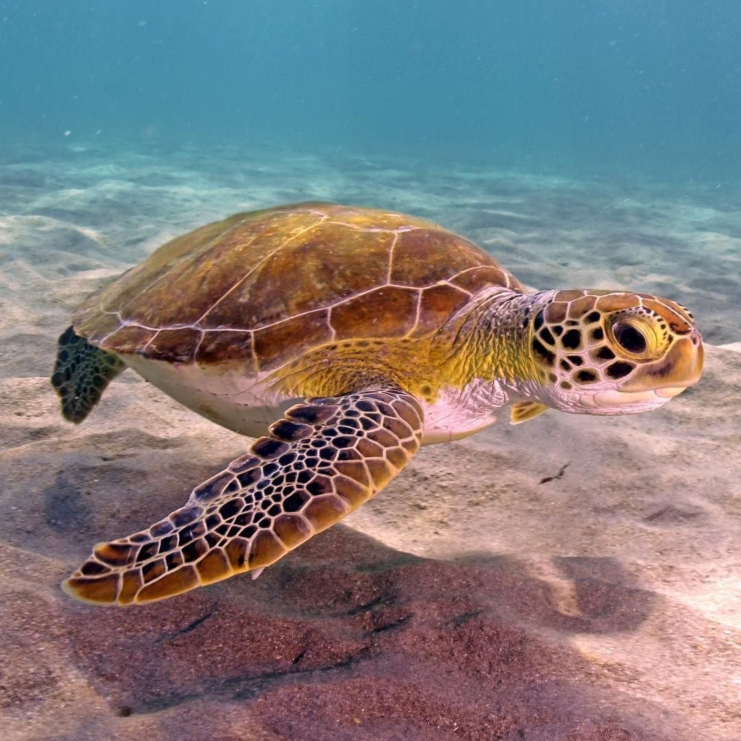 Гигантская черепаха Альдабра