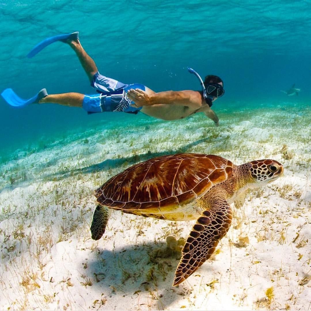 Черепаха Каретта