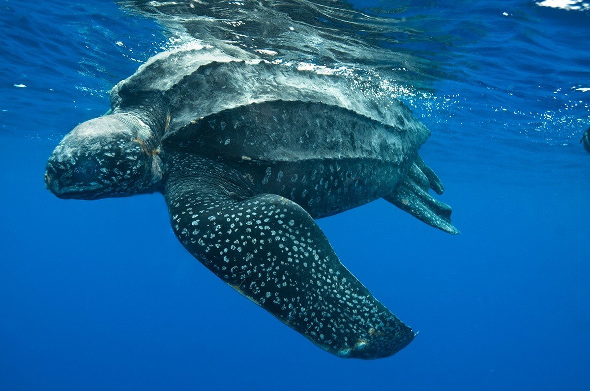 Гигантская кожистая черепаха