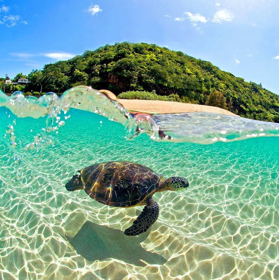 Морская черепаха и Черепашата