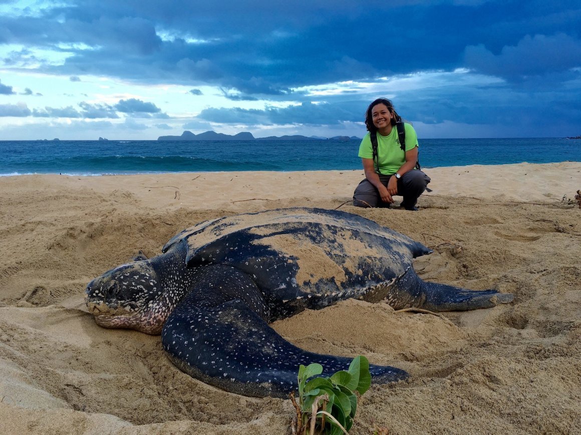Гигантская кожистая черепаха