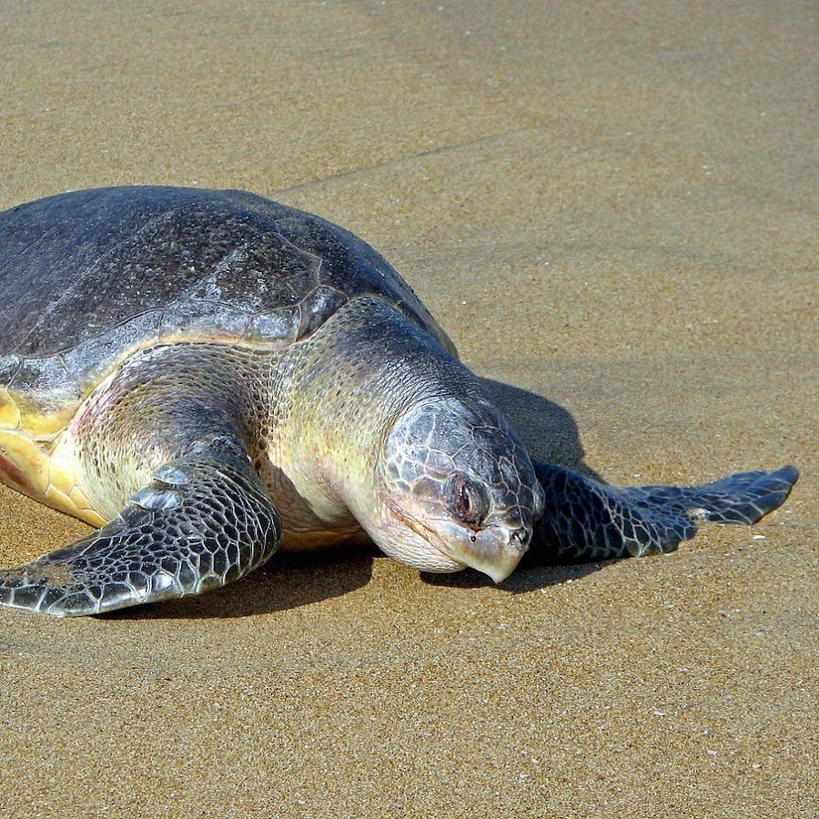 Морская черепаха среда обитания