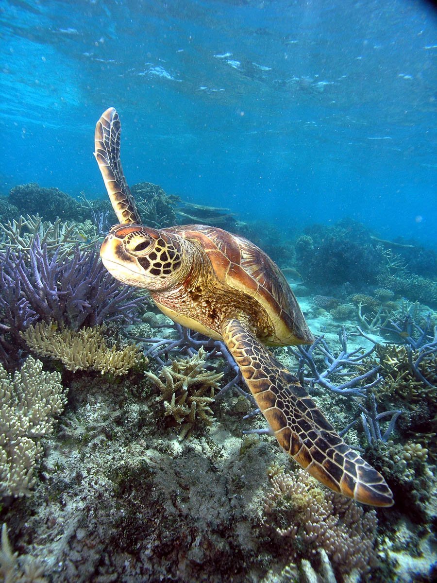 Исчезающий пляж Чандипур