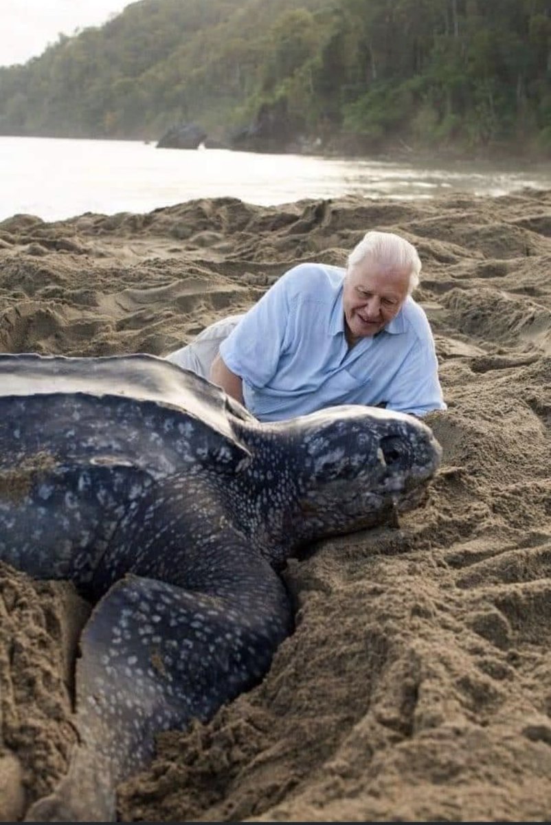 Черепахи спариваются