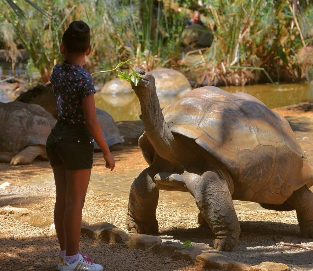 Aldabra гигантская черепаха