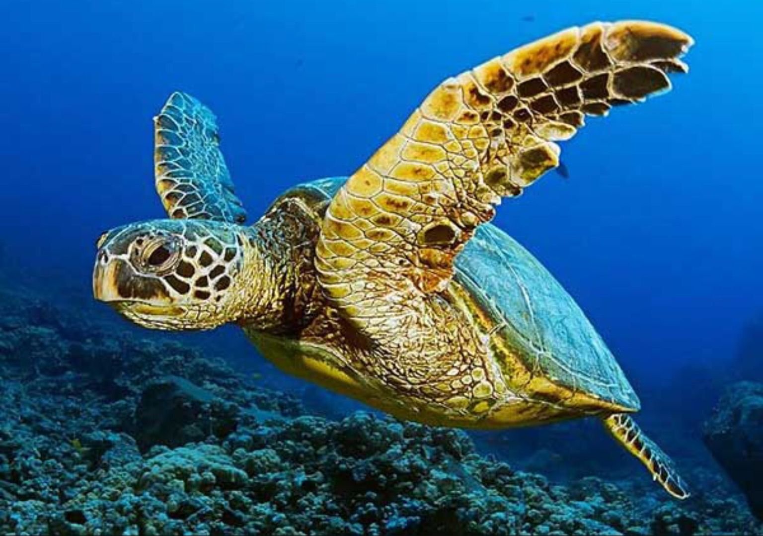 Картинка морская черепаха