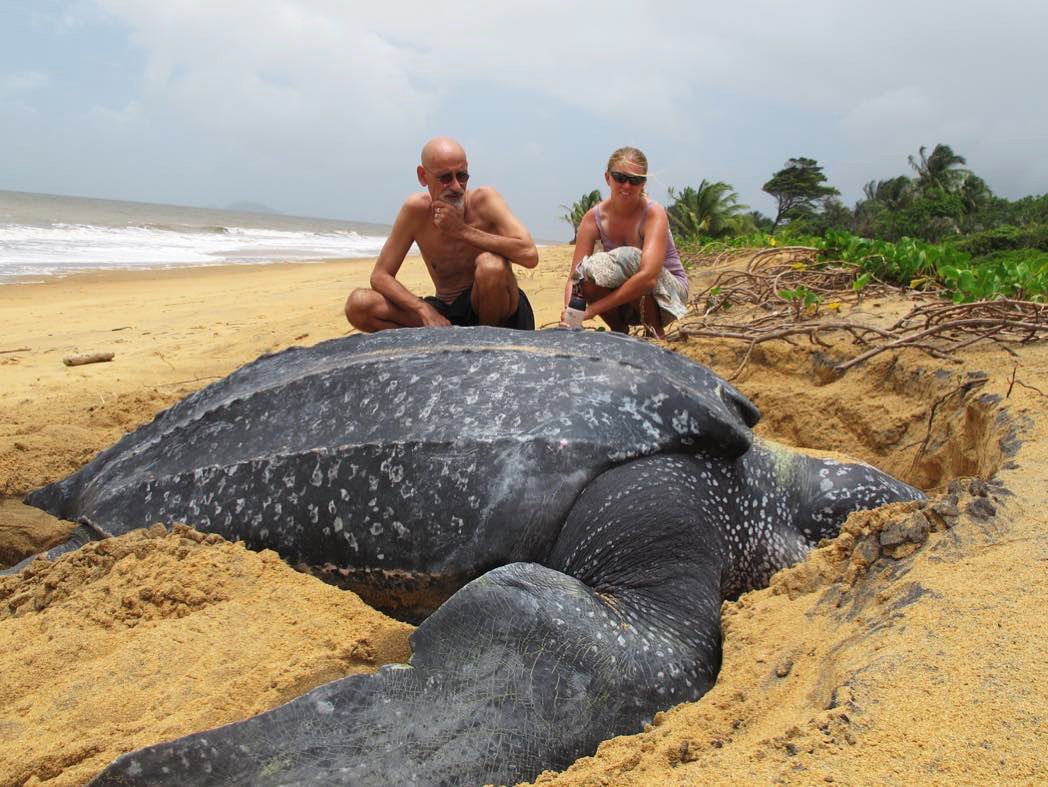 Кожистая морская черепаха