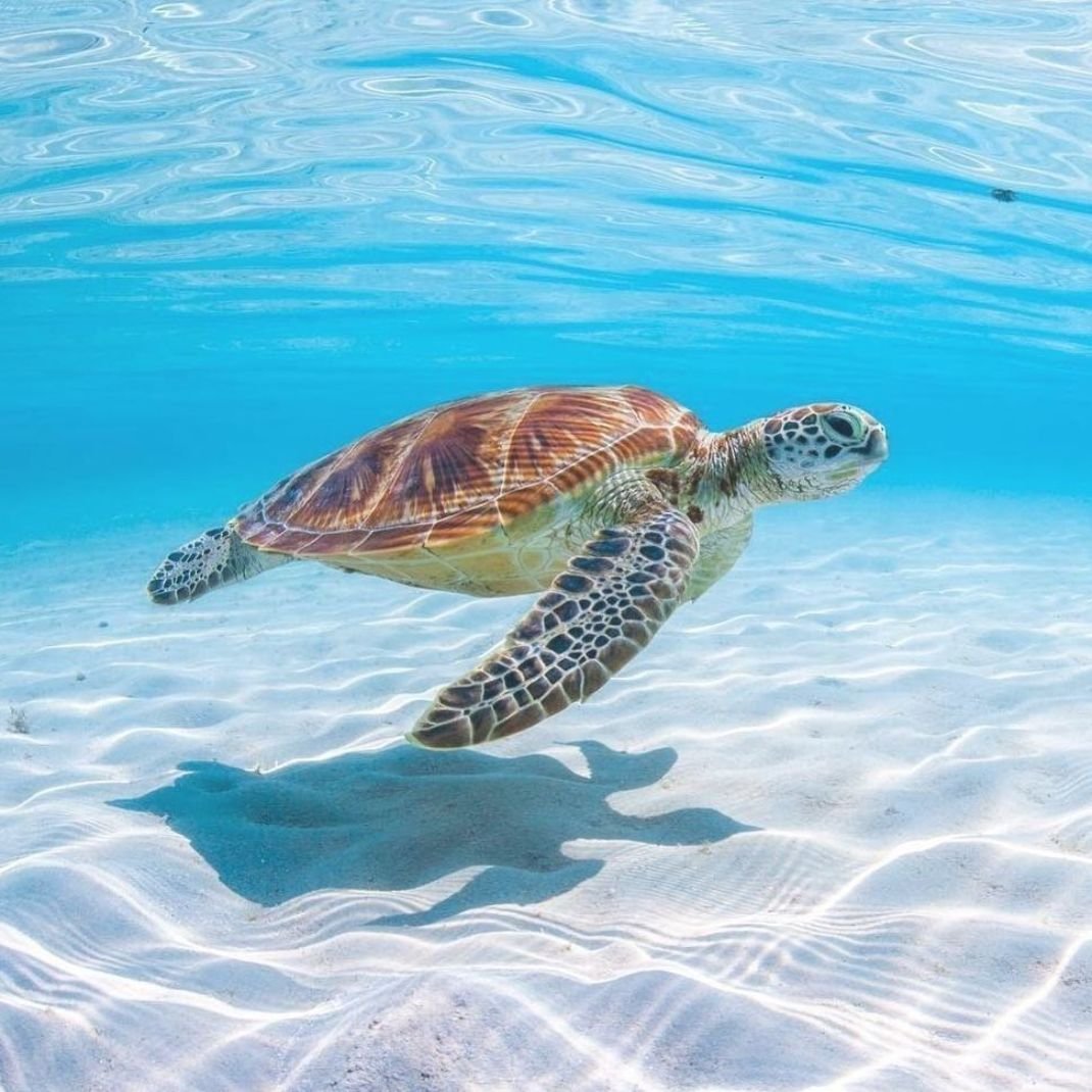 Черепаха бисса панцирь