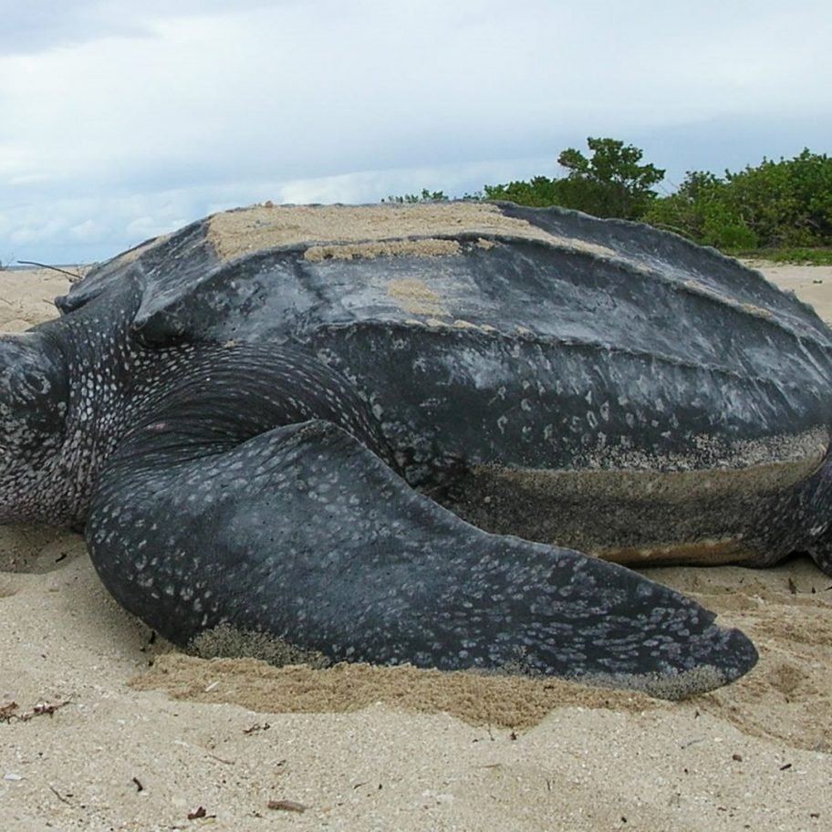 Морские животные Африки