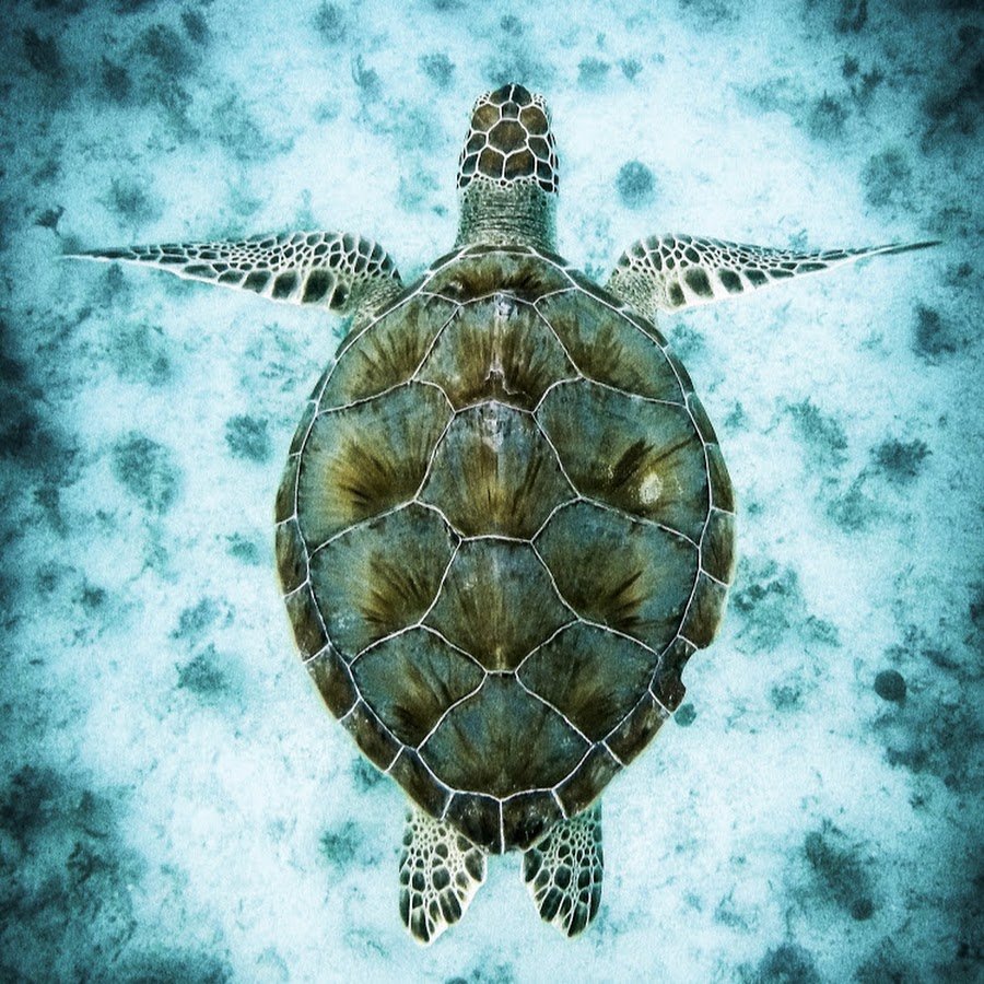 Черепаший риф Мальдивы