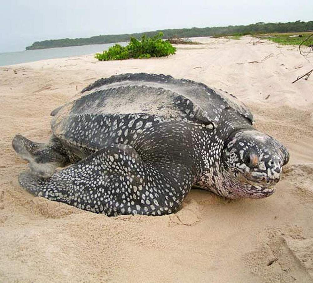 Кожистая морская черепаха