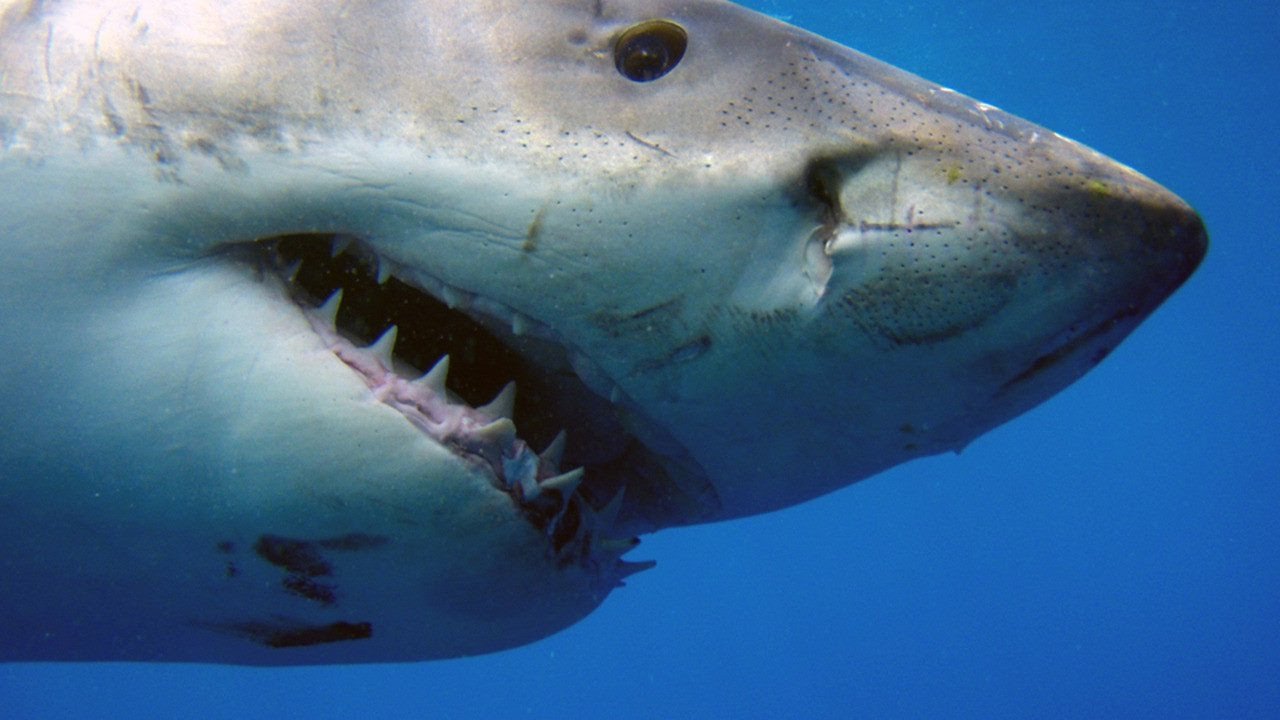 Scary shark. МЕГАЛОДОН National Geographic. Красное море акулы МЕГАЛОДОН. Самая большая акула в мире МЕГАЛОДОН. Большая белая акула.