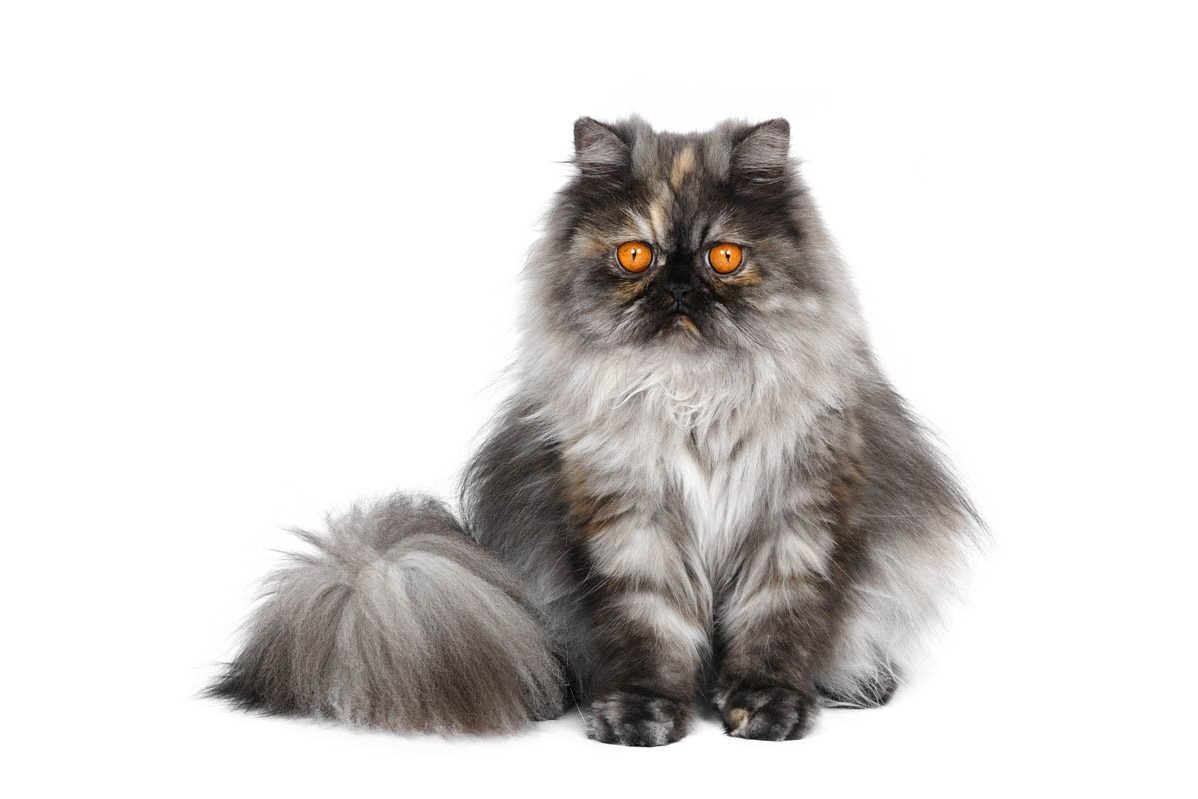 Разные расцветки кошек