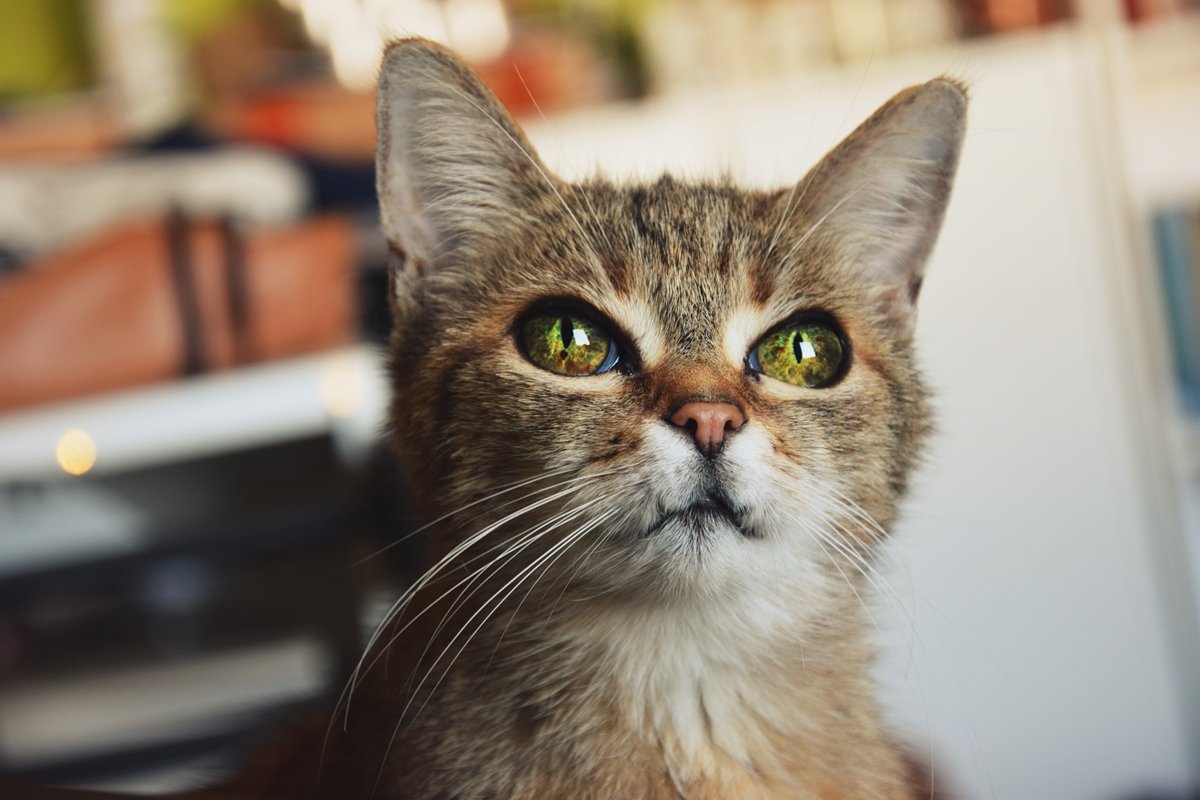 Лежачий кот