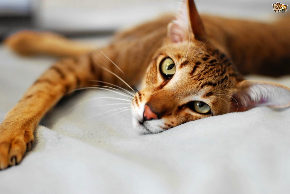 Американский экзот кошка