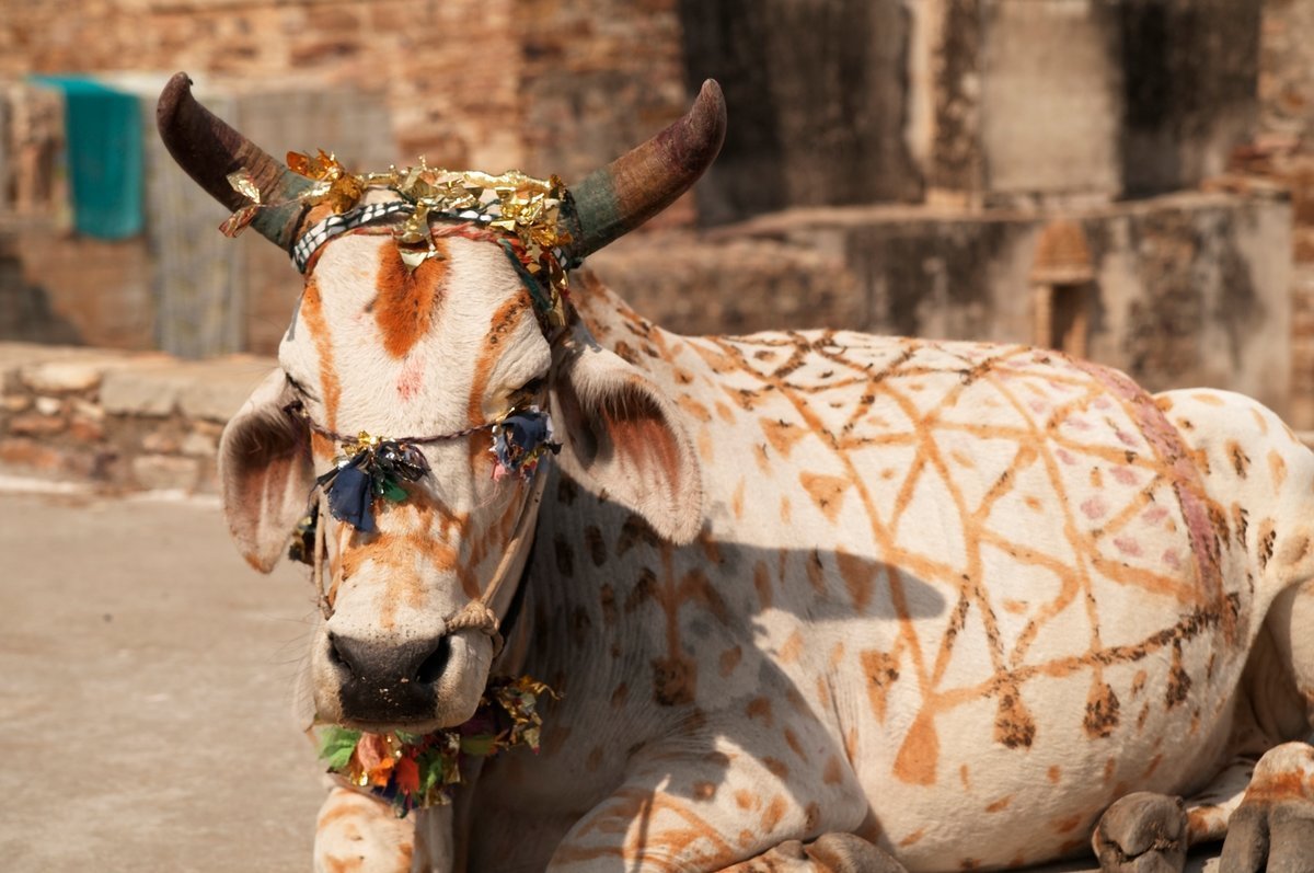 Корова индийская украшенная
