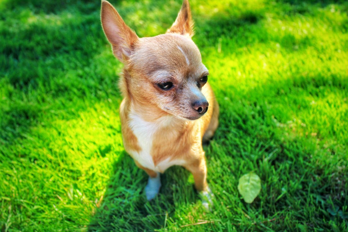 Тайский чихуахуа