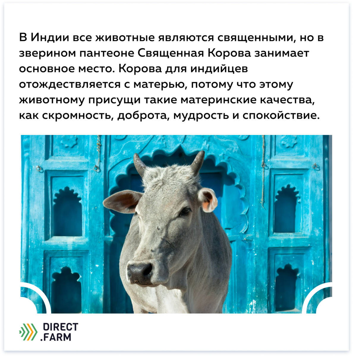 Почему корова Священное животное в Индии