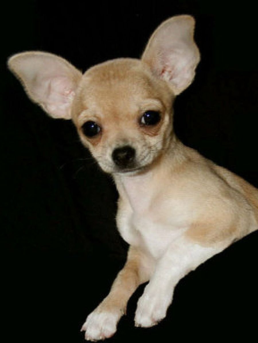 Стикеры чихуахуа