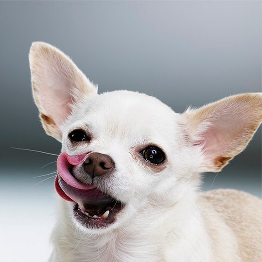 Чихуахуа кобби и Дир