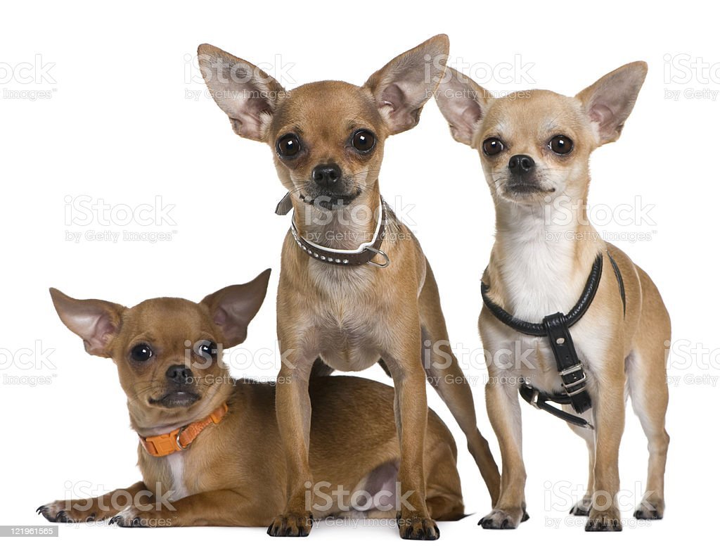 Чихуахуа с вытянутой мордой