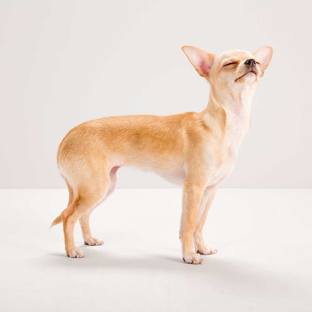 Чихуахуа Надя