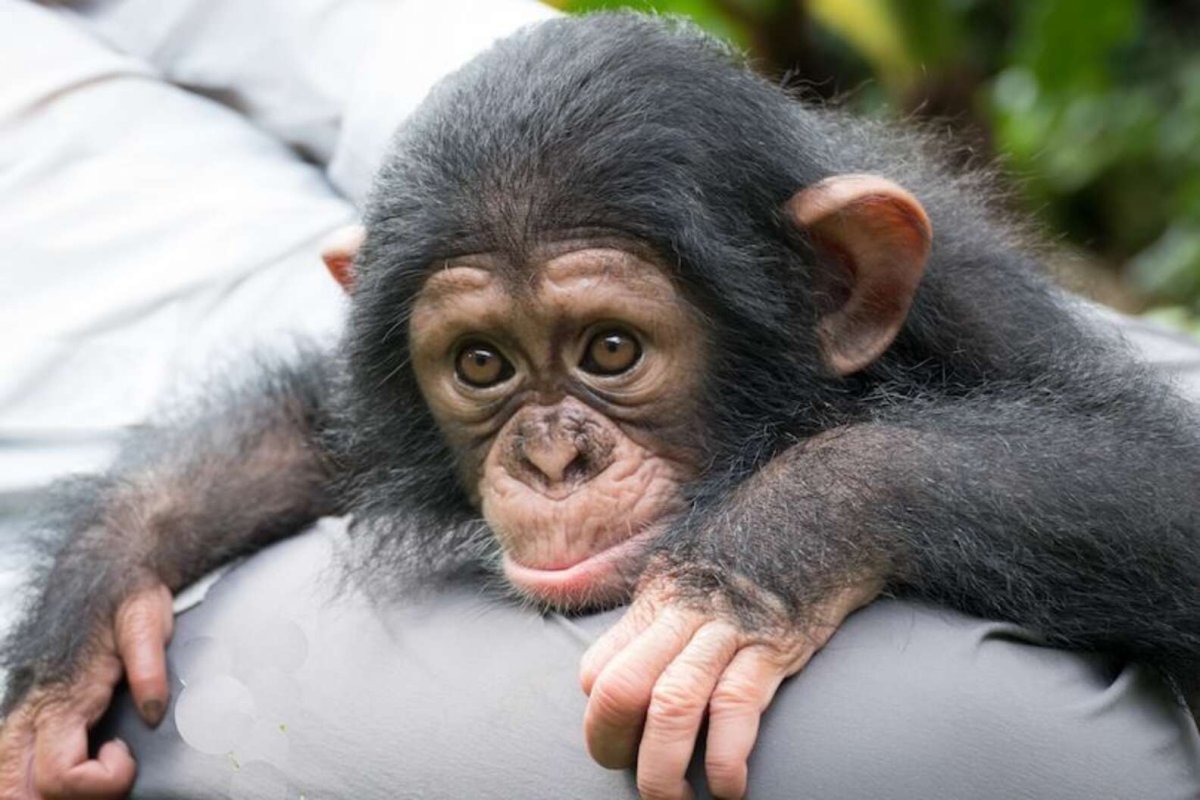 14680 Шимпанзе детеныш